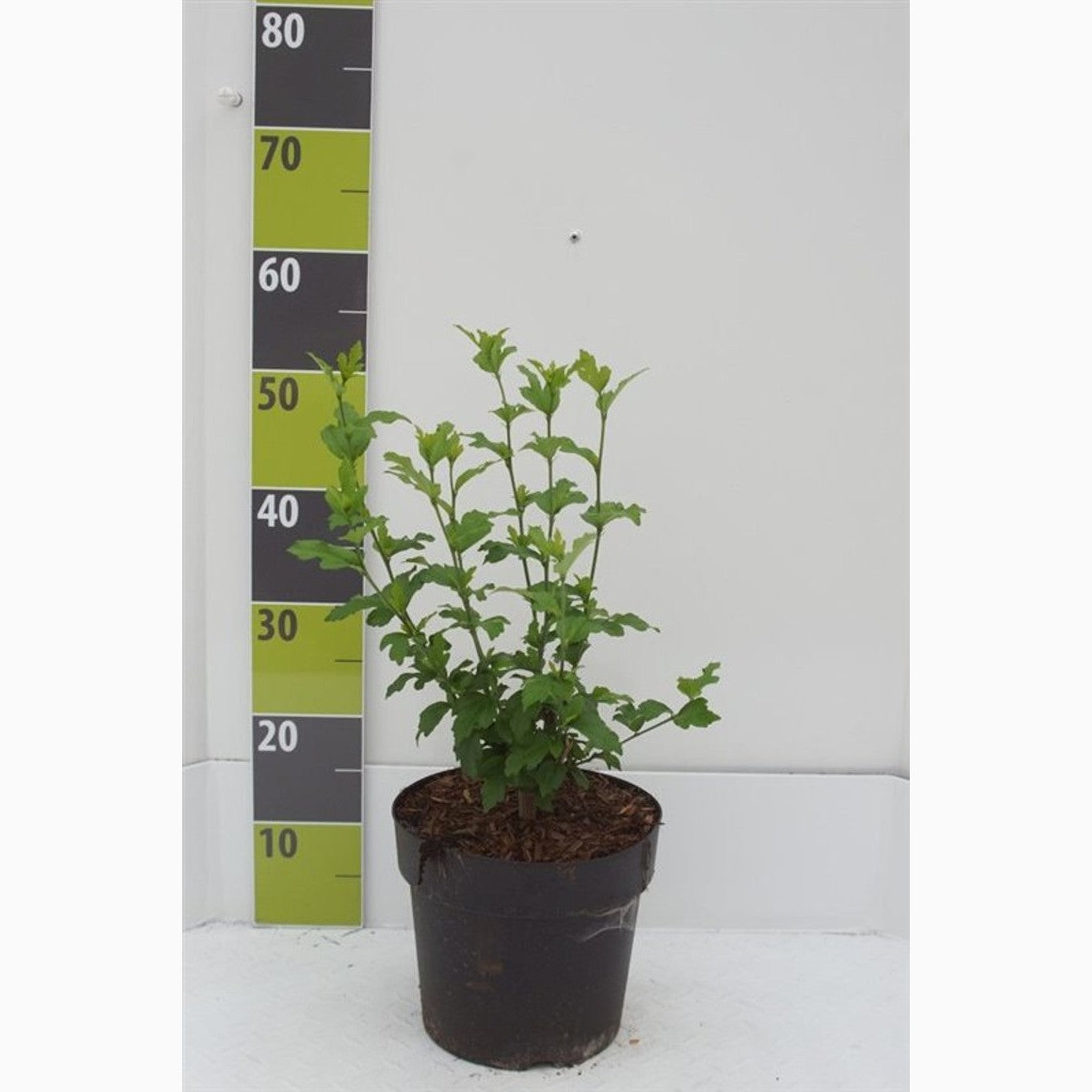 Hibiskus – Hibiscus syriacus 'Diana' - C4,6 50-60 CM